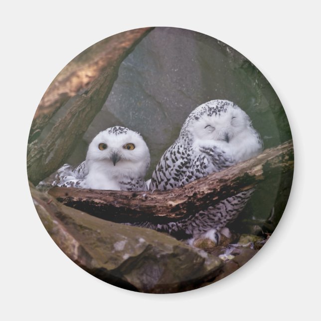 Zwei Owls Magnet (Vorne)