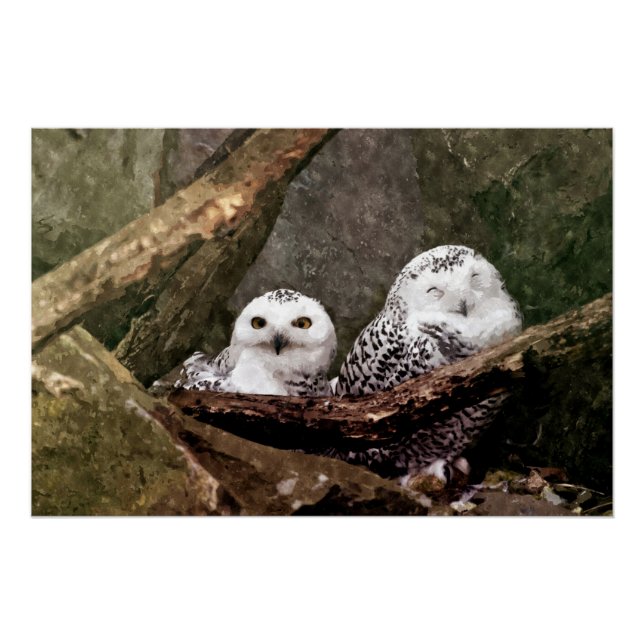 Zwei Owls Poster (Vorderseite)