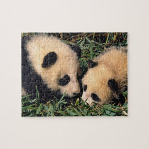 Zwei Pandajunge im Bambusgebüsch, Wolong,
