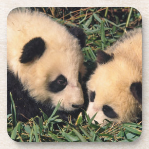 Zwei Pandajunge im Bambusgebüsch, Wolong, Getränkeuntersetzer