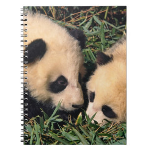 Zwei Pandajunge im Bambusgestrüpp, Wolong, Notizblock