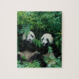 Zwei Pandas essen gemeinsam Bambus, Wolong