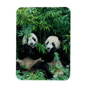 Zwei Pandas essen gemeinsam Bambus, Wolong Magnet