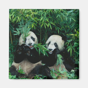Zwei Pandas essen gemeinsam Bambus, Wolong Magnet