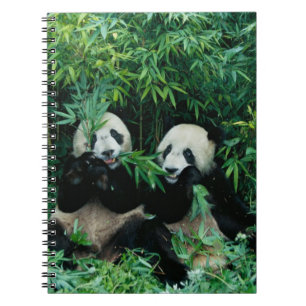 Zwei Pandas essen gemeinsam Bambus, Wolong Notizblock