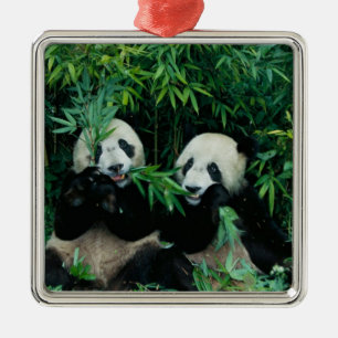 Zwei Pandas essen gemeinsam Bambus, Wolong Ornament Aus Metall