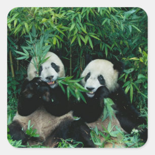 Zwei Pandas essen gemeinsam Bambus, Wolong Quadratischer Aufkleber