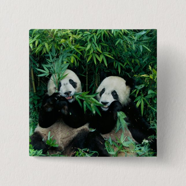 Zwei Pandas essen zusammen Bambus, Wolong Button (Vorderseite)