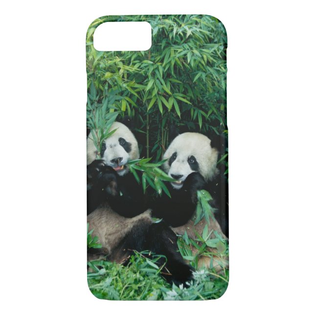 Zwei Pandas essen zusammen Bambus, Wolong Case-Mate iPhone Hülle (Rückseite)