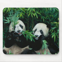 Zwei Pandas essen zusammen Bambus, Wolong
