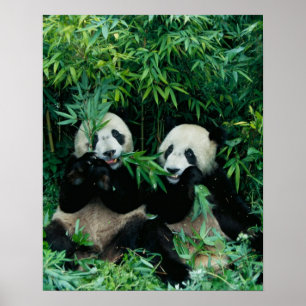 Zwei Pandas essen zusammen Bambus, Wolong Poster