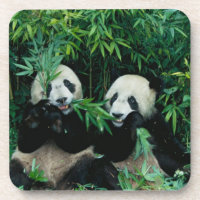 Zwei Pandas essen zusammen Bambus, Wolong