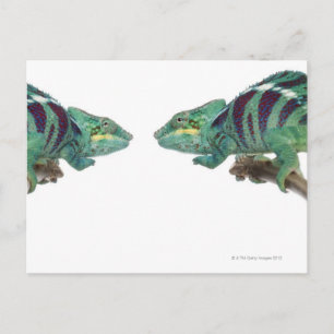 Zwei Panther Chameleons Nosy Be (Furcifer) Postkarte