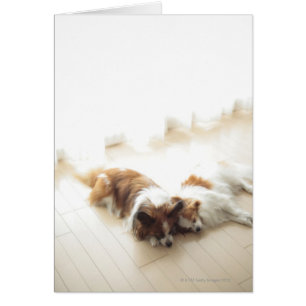 Zwei Papillionen schlafen