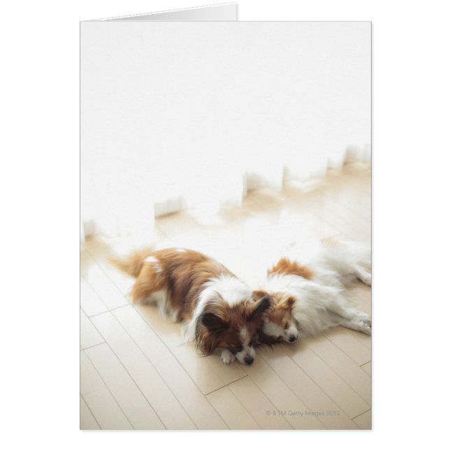 Zwei Papillionen schlafen (Vorne)