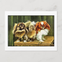 Zwei Pekingese Hunde