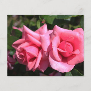 zwei perfekte Blume in heißen rosa Rose. Liebe Flyer