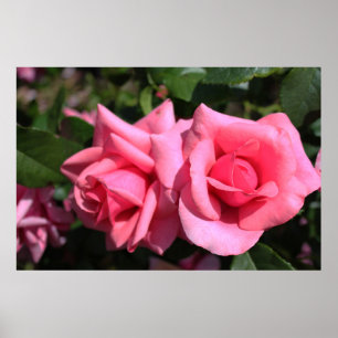 zwei perfekte Blume in heißen rosa Rose. Liebe Poster