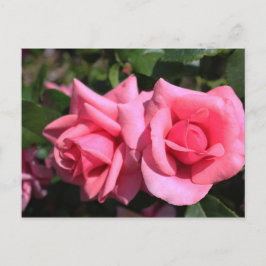 zwei perfekte Blume in heißen rosa Rose. Liebe Postkarte