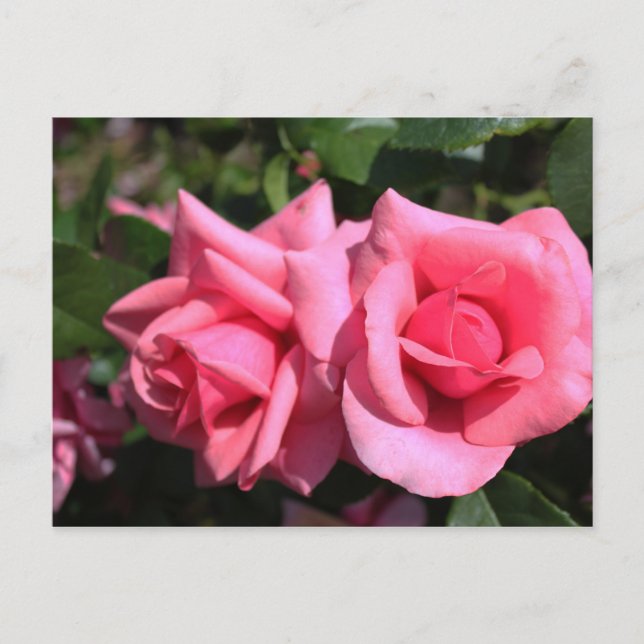 zwei perfekte Blume in heißen rosa Rose. Liebe Postkarte (Vorderseite)