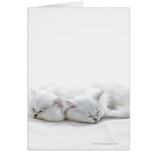 Zwei persische Kätzchen