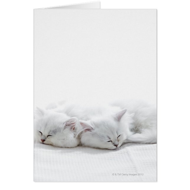 Zwei persische Kätzchen (Vorne)