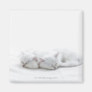 Zwei persische Kätzchen Magnet