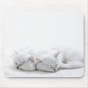 Zwei persische Kätzchen Mousepad