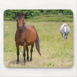 Zwei Pferde auf einem Feld Mousepad