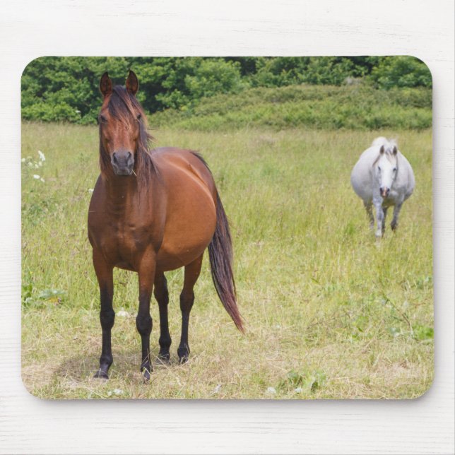 Zwei Pferde auf einem Feld Mousepad (Vorne)