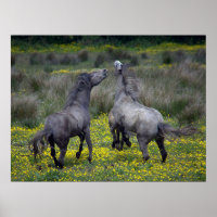 Zwei Pferde Buck and Play