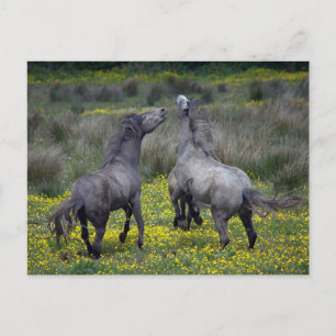 Zwei Pferde Buck and Play Postkarte