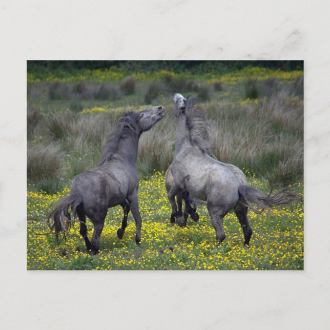 Zwei Pferde Buck and Play Postkarte (Vorderseite)