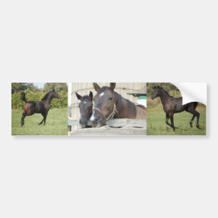 Zwei Pferde Chewin einen Zaun Autoaufkleber