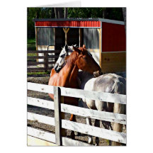 Zwei Pferde in der Liebe