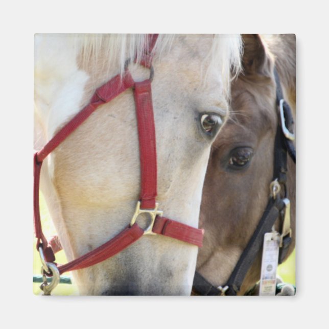 Zwei Pferde Magnet (Vorne)