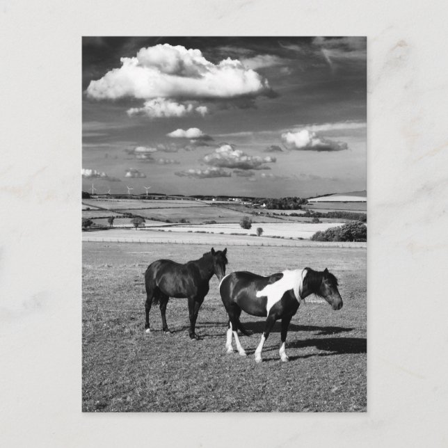 Zwei Pferde Postkarte (Vorderseite)
