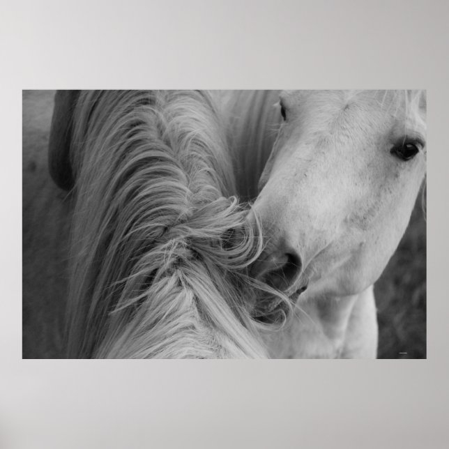 Zwei Pferde soziale Grooming B&W Pferdefotografie Poster (Vorne)