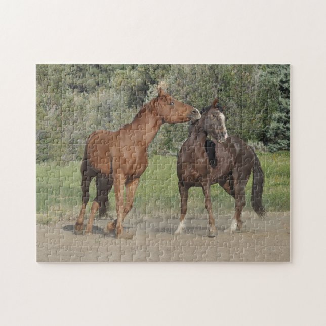 Zwei Pferde spielen (Horizontal)