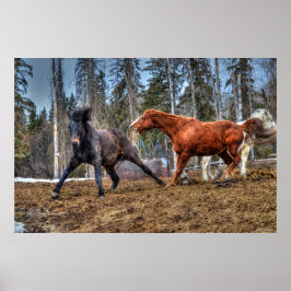 Zwei Pferde spielen Reitsport Ranch Equine Foto Poster