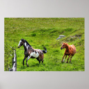 Zwei Pferde spielen Reitsport Ranch Equine Foto Poster