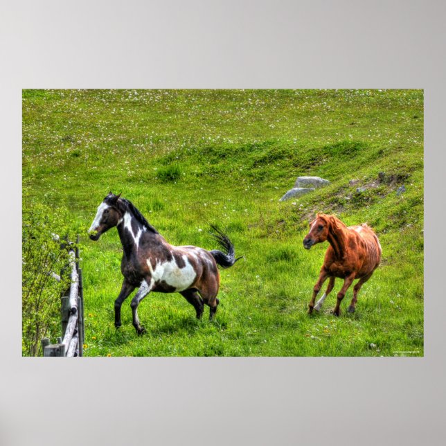 Zwei Pferde spielen Reitsport Ranch Equine Foto Poster (Vorne)