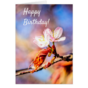 Zwei Phantastische Sakura-Blume. Rosa, blauer Hint