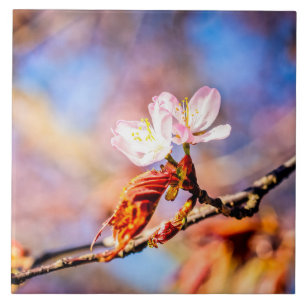 Zwei Phantastische Sakura-Blume. Rosa, blauer Hint Fliese