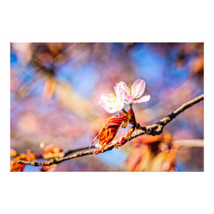 Zwei Phantastische Sakura-Blume. Rosa, blauer Hint Fotodruck