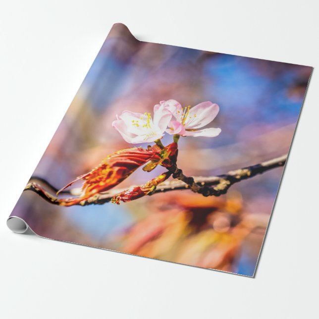Zwei Phantastische Sakura-Blume. Rosa, blauer Hint Geschenkpapier (Ungerollt)
