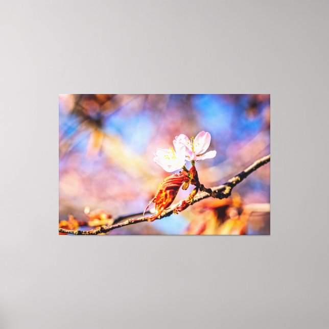Zwei Phantastische Sakura-Blume. Rosa, blauer Hint Leinwanddruck (Vorderseite)