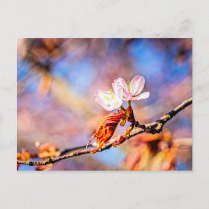 Zwei Phantastische Sakura-Blume. Rosa, blauer Hint Postkarte
