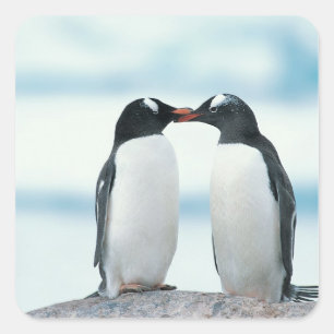 Zwei Pinguine, die Schnäbel berühren Quadratischer Aufkleber
