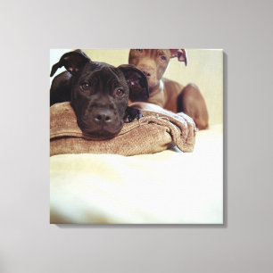 Zwei Pitbullterrier, die zuhause, Nahaufnahme Leinwanddruck